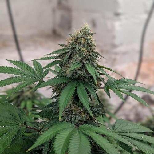 Barney's Farm AK-47. Week 11