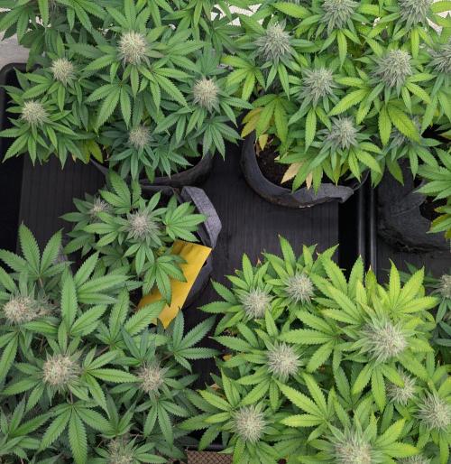 Barney's Farm Jelly Cake. Week 10