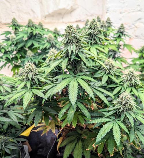 Barney's Farm Jelly Cake. Week 10
