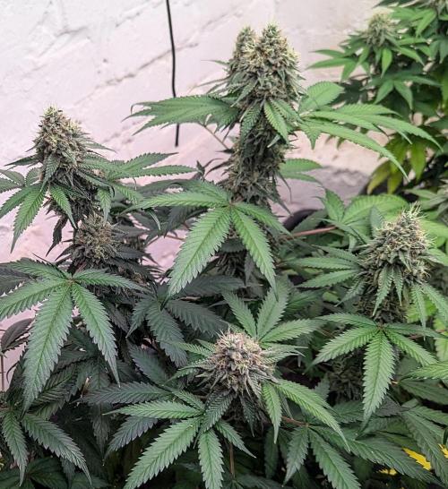 Barney's Farm Jelly Cake. Week 10