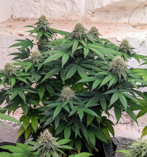 Barney's Farm Jelly Cake. Week 10