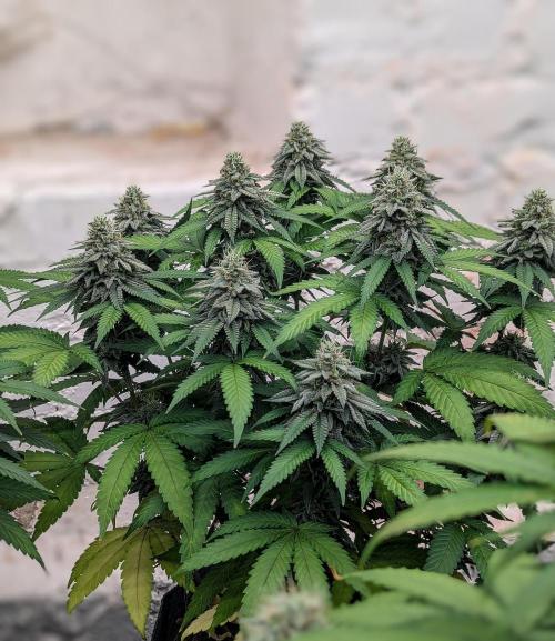 Barney's Farm Jelly Cake. Week 10