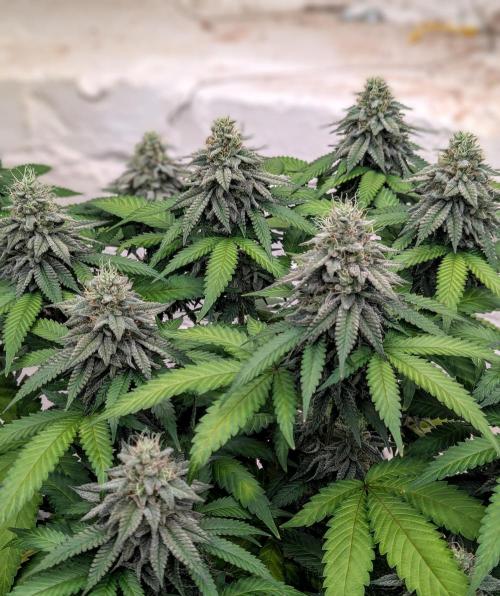 Barney's Farm Jelly Cake. Week 10