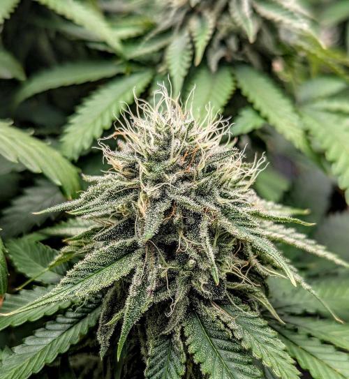 Barney's Farm Jelly Cake. Week 10