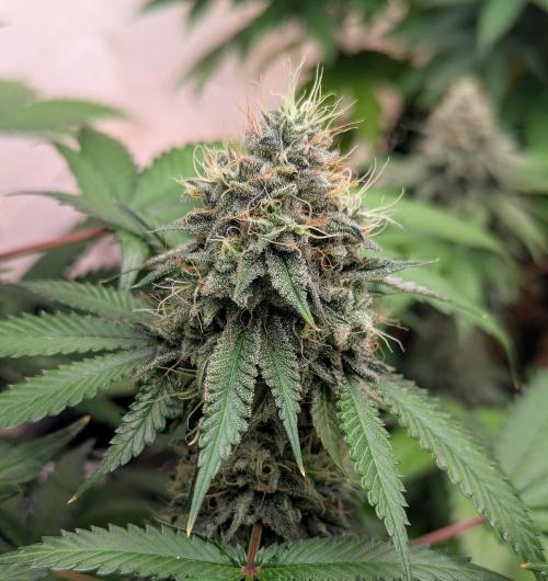 Barney's Farm Jelly Cake. Week 10