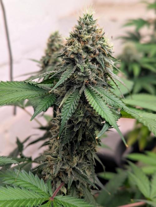 Barney's Farm Jelly Cake. Week 10