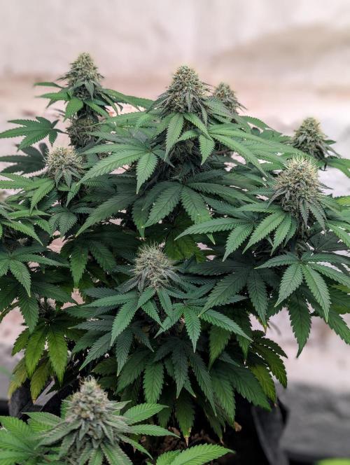 Barney's Farm Jelly Cake. Week 10