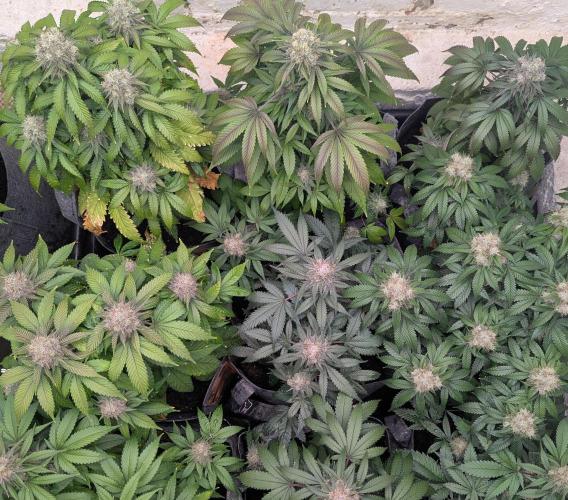 Barney's Farm Zillions. Week 11
