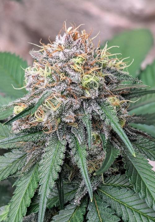 Barney's Farm Zillions. Week 11