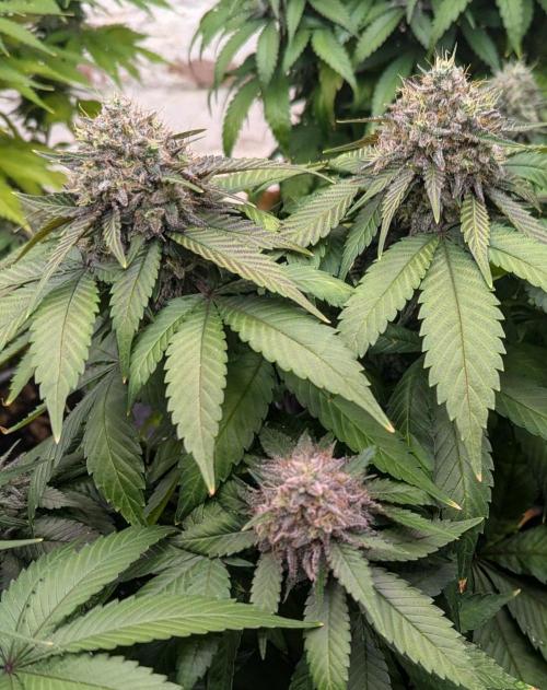 Barney's Farm Zillions. Week 11