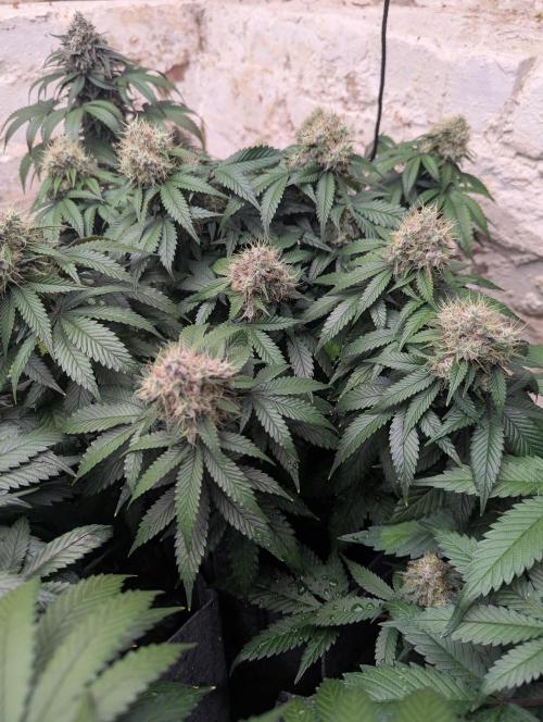 Barney's Farm Zillions. Week 11
