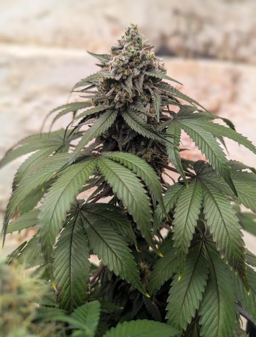 Barney's Farm Zillions. Week 11