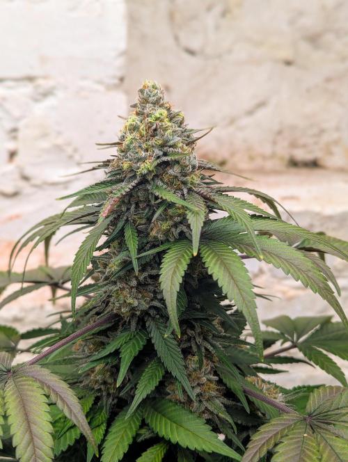 Barney's Farm Zillions. Week 11