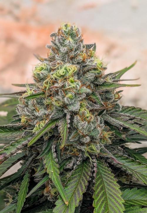 Barney's Farm Zillions. Week 11