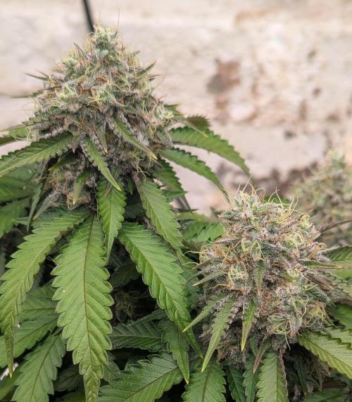 Barney's Farm Zillions. Week 11