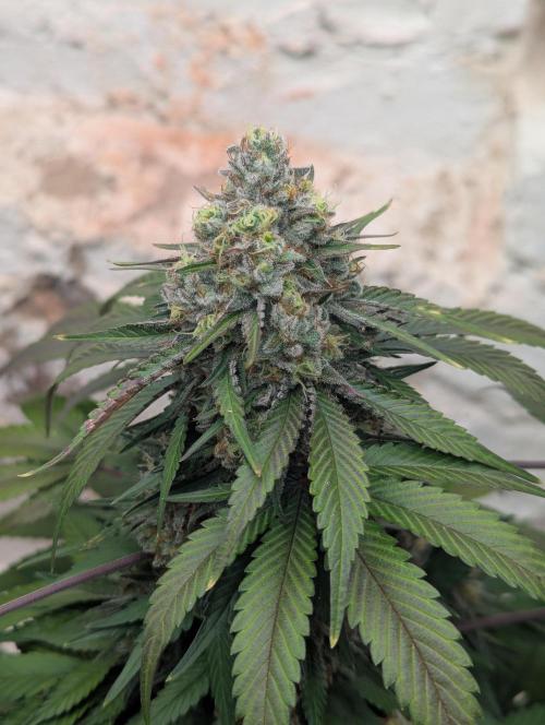 Barney's Farm Zillions. Week 11