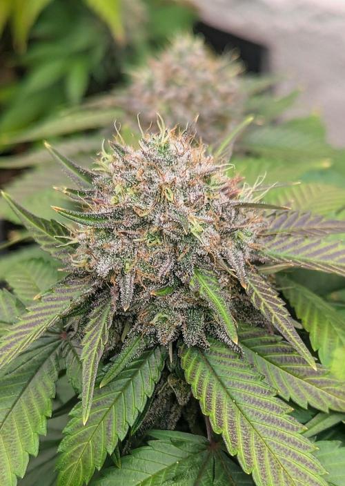 Barney's Farm Zillions. Week 11