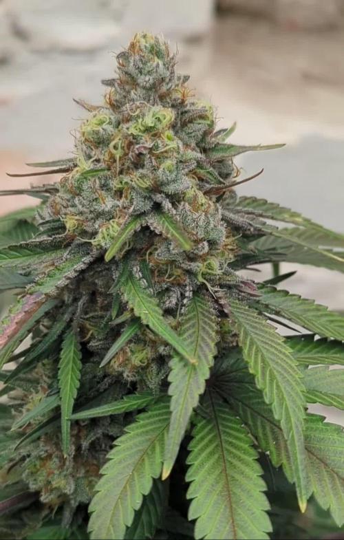 Barney's Farm Zillions