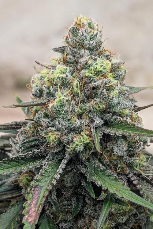Barney's Farm Zillions. Week 11
