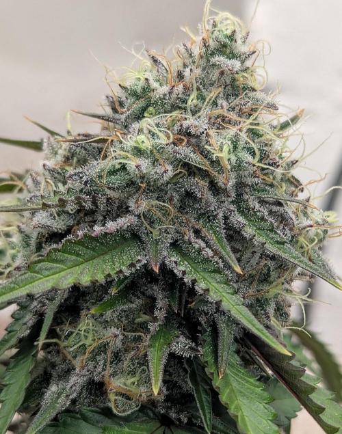 Barney's Farm Zillions. Week 11