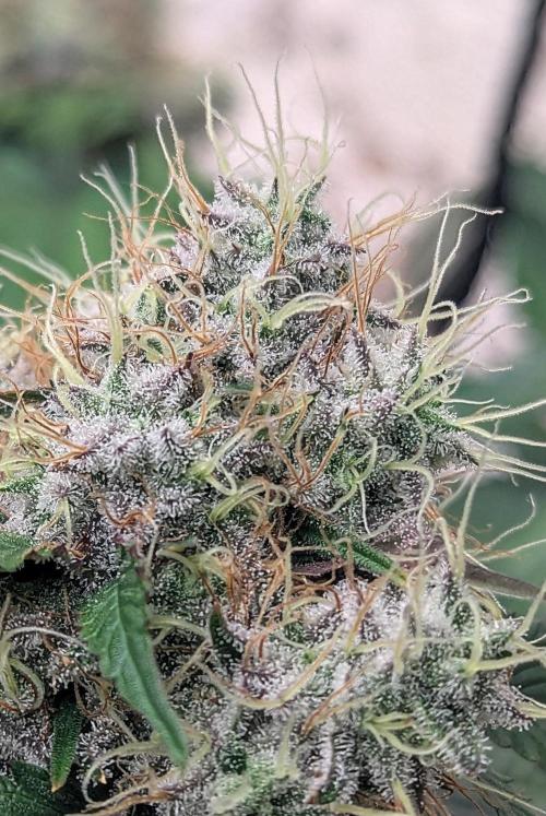 Barney's Farm Zillions. Week 11