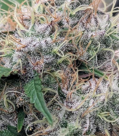 Barney's Farm Zillions. Week 11