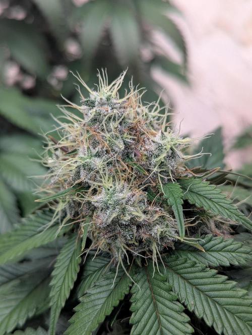 Barney's Farm Zillions. Week 11