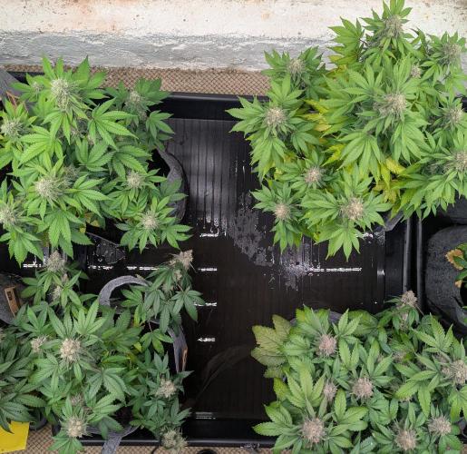 Barney's Farm AK-47. Week 12