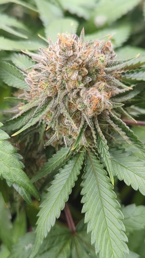 Barney's Farm AK-47