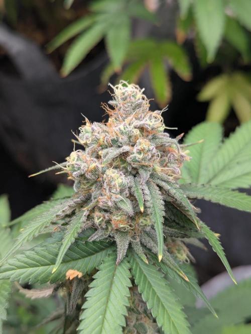 Barney's Farm AK-47. Week 12