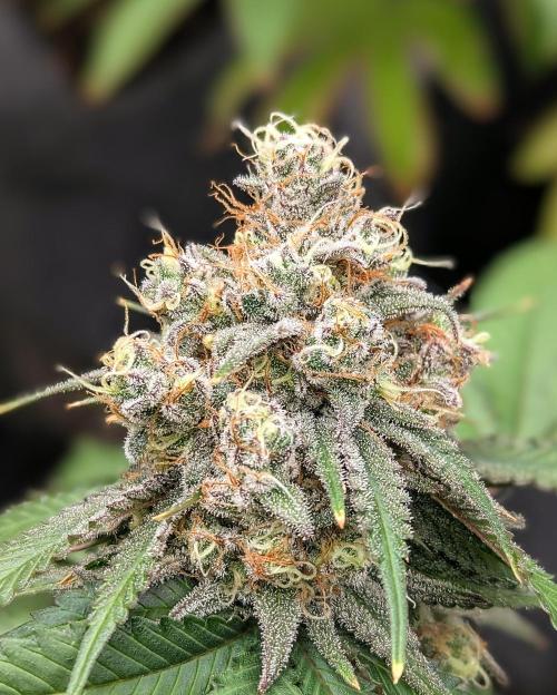 Barney's Farm AK-47. Week 12