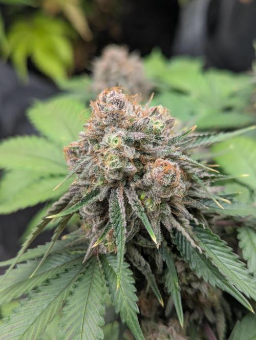 Barney's Farm AK-47. Week 12