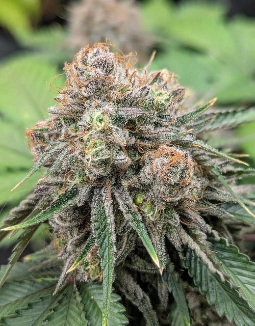 Barney's Farm AK-47. Week 12