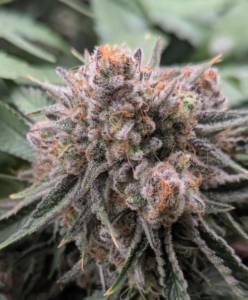 Barney's Farm AK-47. Week 12