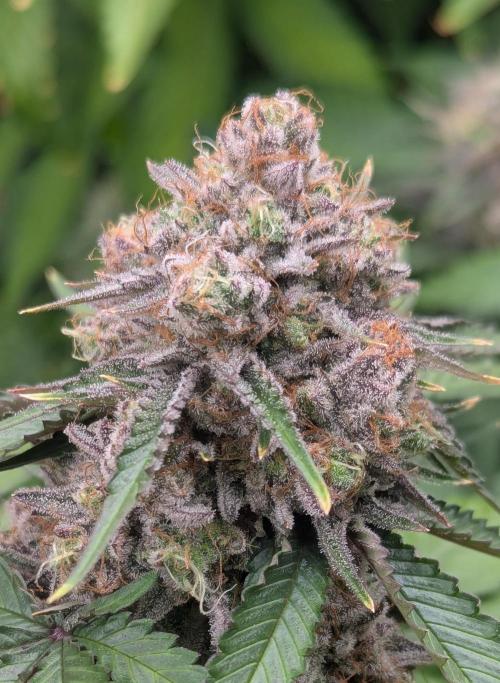 Barney's Farm AK-47. Week 12