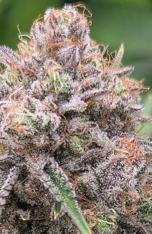 Barney's Farm AK-47. Week 12