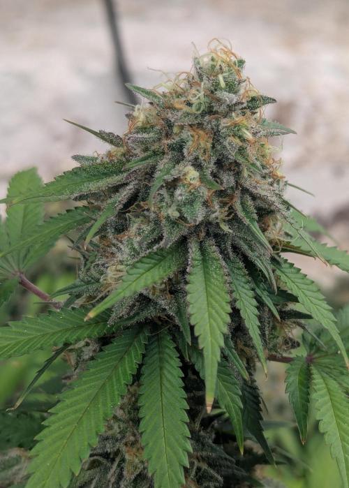 Barney's Farm AK-47. Week 12
