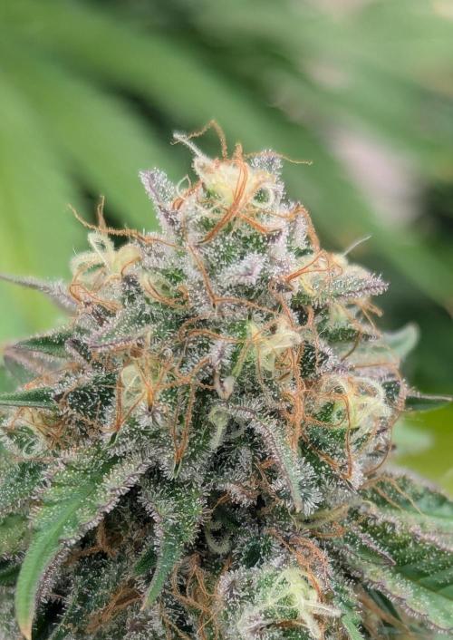 Barney's Farm AK-47. Week 12