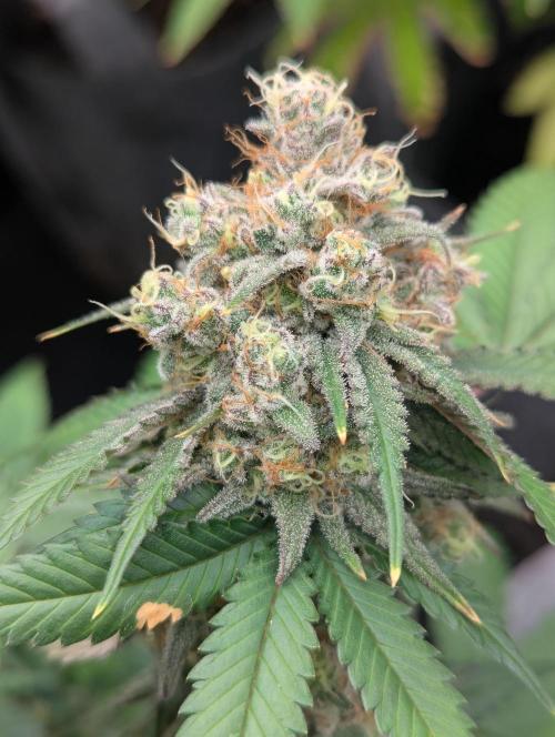 AK-. Week 12