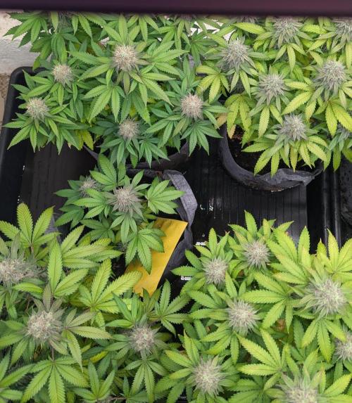 Barney's Farm Jelly Cake. Week 11