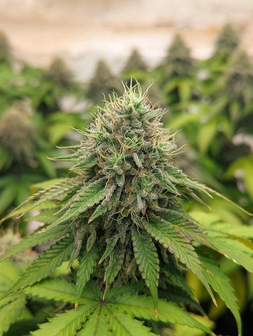 Barney's Farm Jelly Cake. Week 11