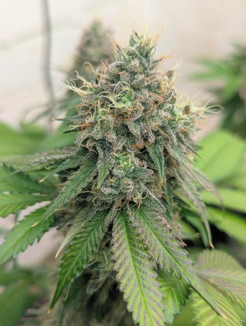 Jelly Cake. Week 11