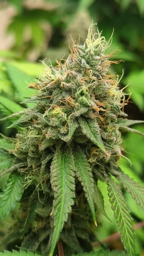 Barney's Farm Jelly Cake