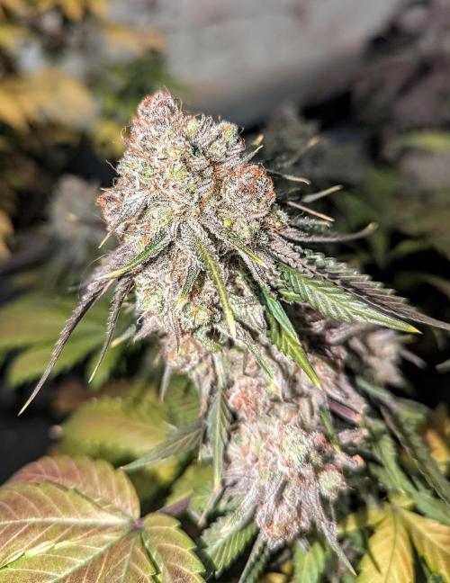Barney's Farm AK-47. Week 13