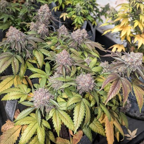Barney's Farm AK-47. Week 13