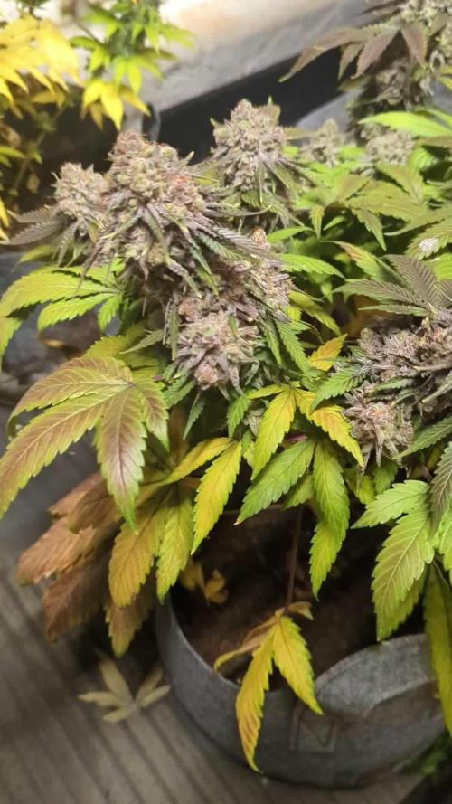 Barney's Farm AK-47