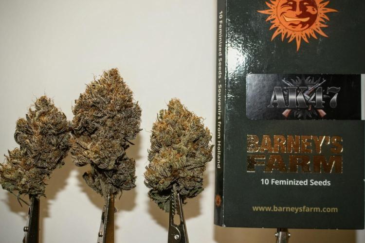 Barney's Farm AK-47. Week 14