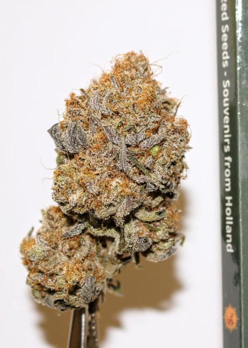 Barney's Farm AK-47. Week 14