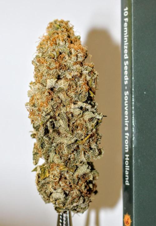 Barney's Farm AK-47. Week 14