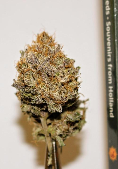 AK-. Week 14